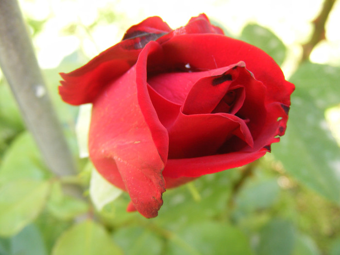 Dame de Coeur - Trandafiri 2011
