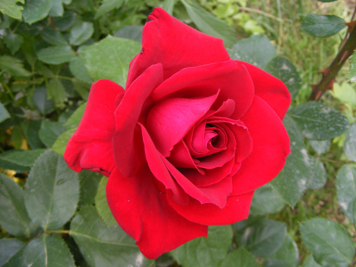 Dame de Coeur - Trandafiri 2011