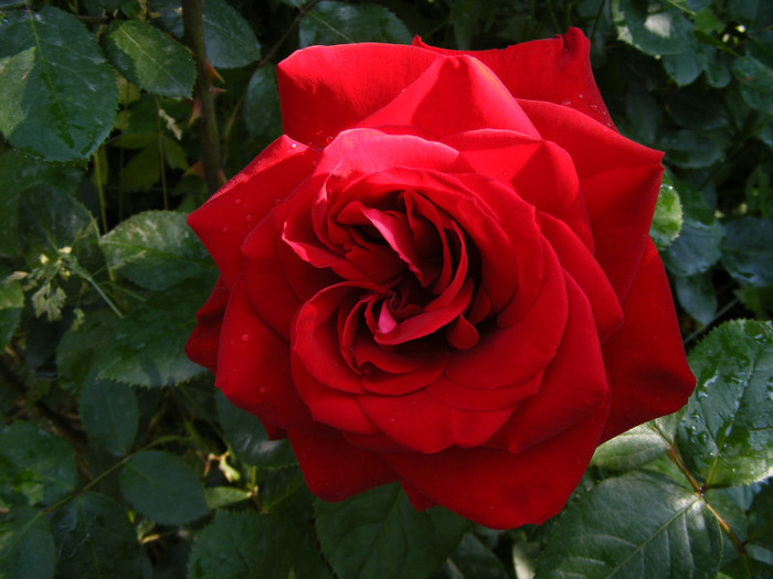 Dame de Coeur - Trandafiri 2011