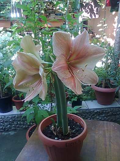 exotica