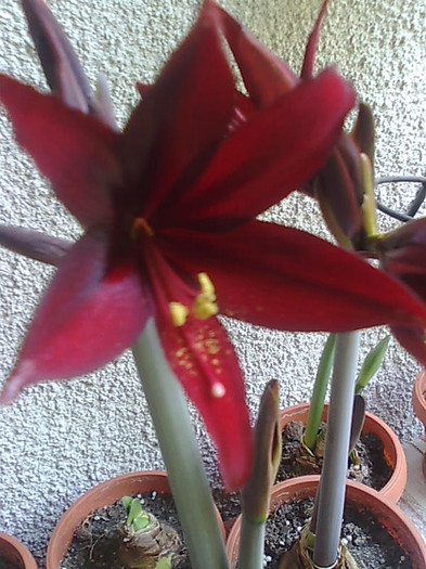 jewel of the night - Amaryllis