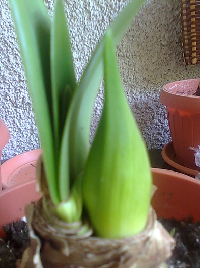 Imagine0531 - Amaryllis