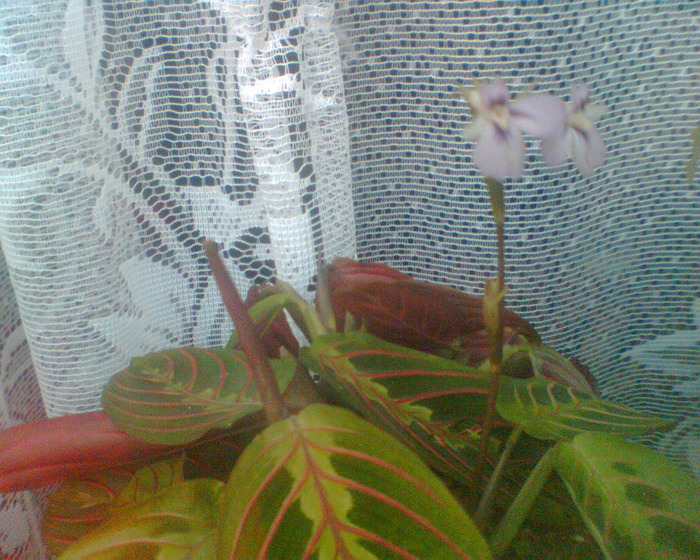 Picture 196 - Maranta