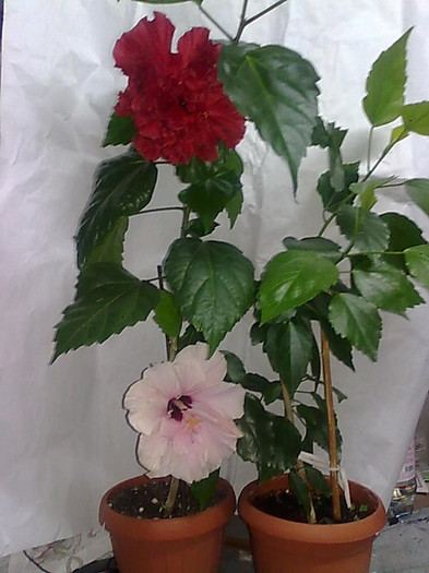 h1 - HIBISCUS-2012