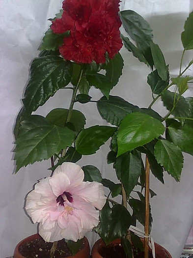 h2 - HIBISCUS-2012