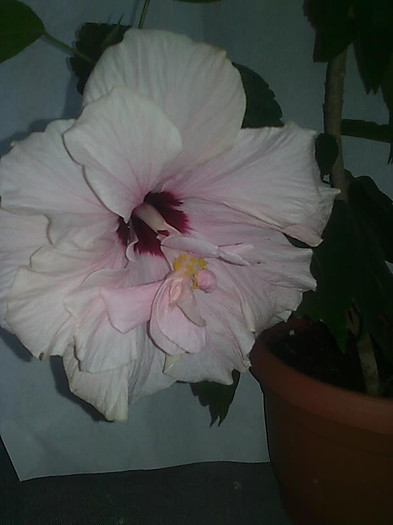 h4 - HIBISCUS-2012