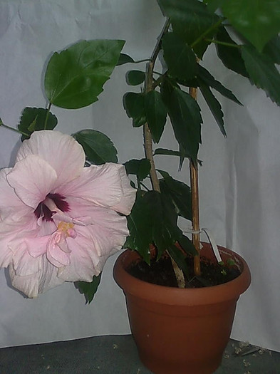 h5 - HIBISCUS-2012