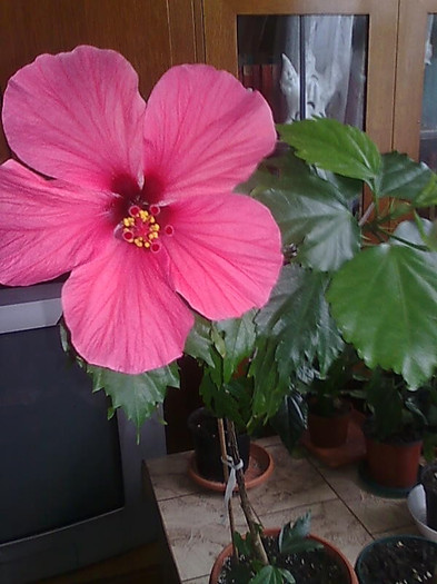 hibiscus - HIBISCUS-2012