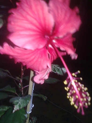 hibiscus