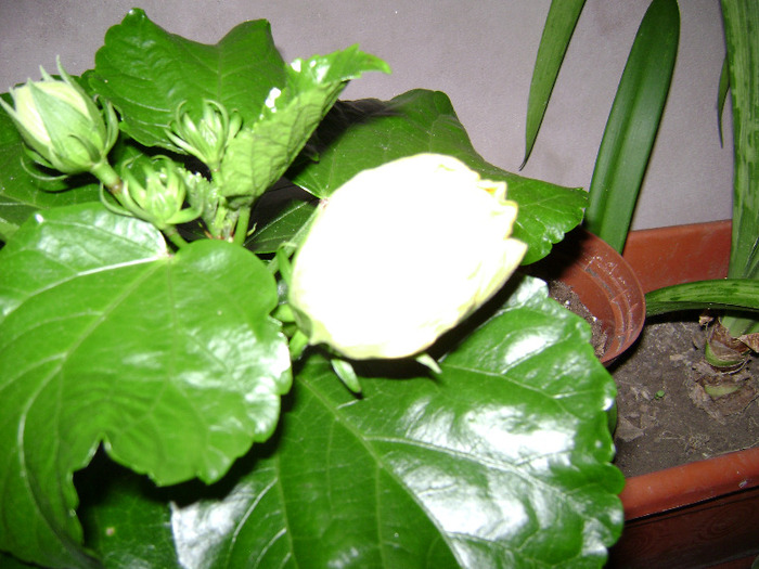 DSC06585 - hibiscus 2011