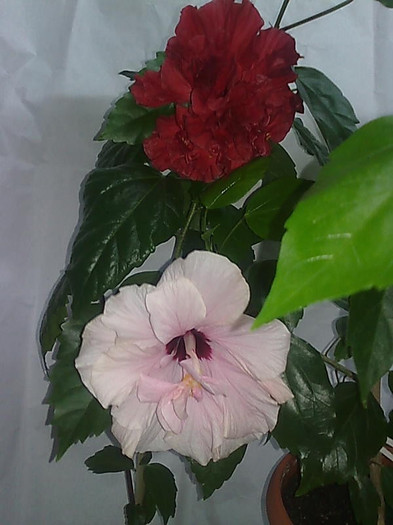 hibiscus - HIBISCUS-2012