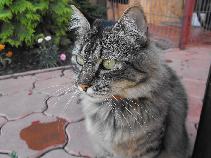 Lola iunie 2011