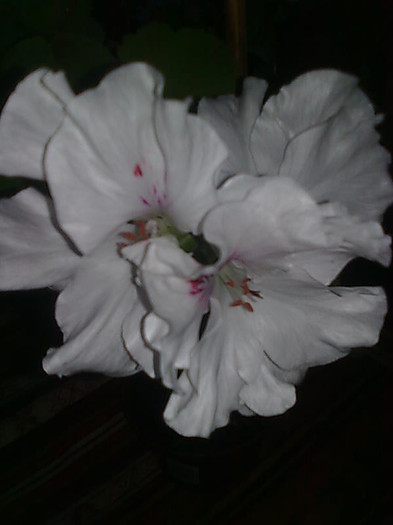 Imagine0552 - HIBISCUS-2012