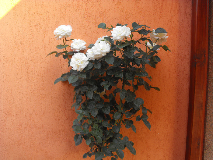 Trandafiri 2011