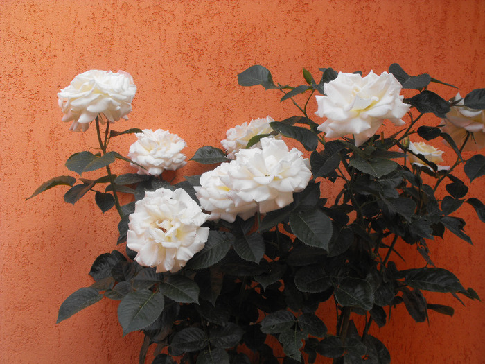 Trandafiri 2011