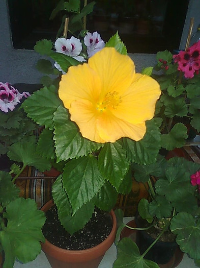 Imagine0547 - HIBISCUS-2012
