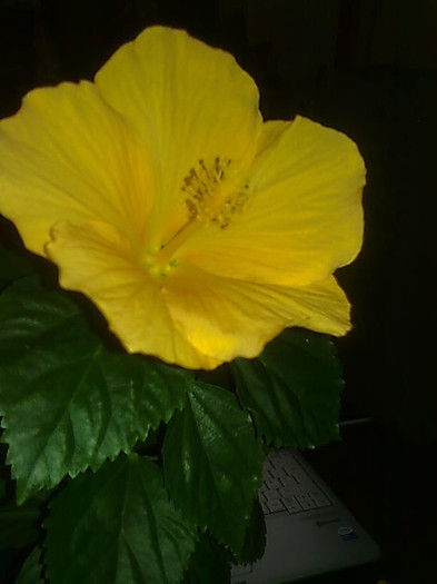 Imagine0545 - HIBISCUS-2012
