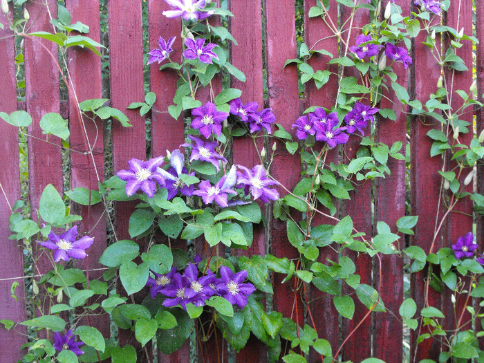 Clematis 2011