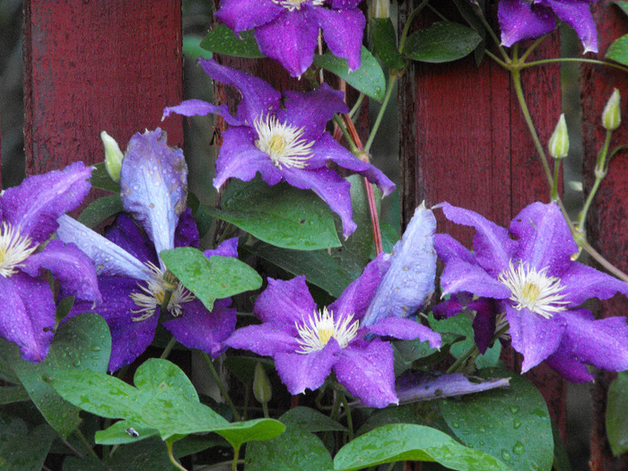 Clematis 2011