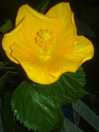 Imagine0523 - HIBISCUS-2012