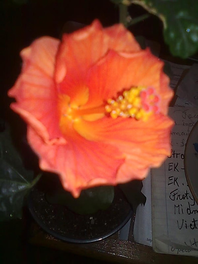 Imagine0517_1 - HIBISCUS-2012