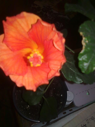 Imagine0516 - HIBISCUS-2012