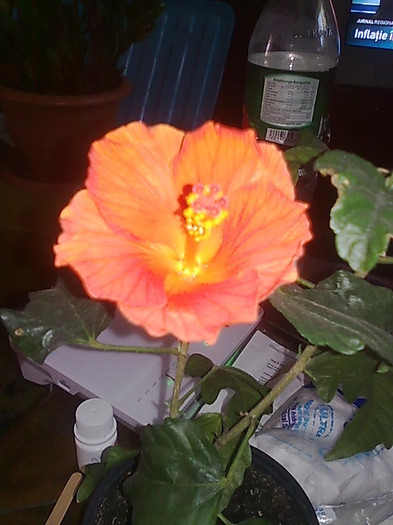 Imagine0511 - HIBISCUS-2012