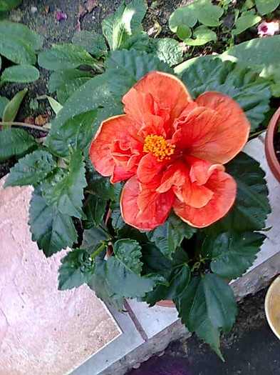 Imagine0024 - HIBISCUS-2012