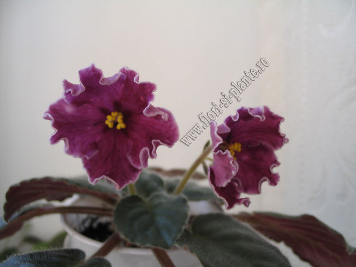 Saintpaulia Cherries \'n\' Cream 1