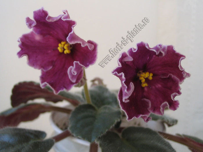 Saintpaulia Cherries \'n\' Cream 3