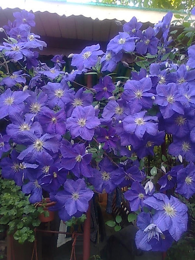 clematis