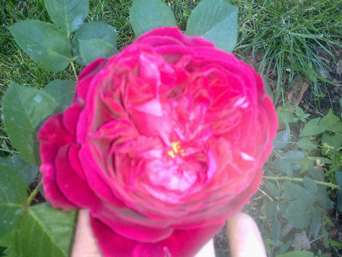 17 iunie 2011 trandafirii mei cei noi 007 - Trandafir Falstaff