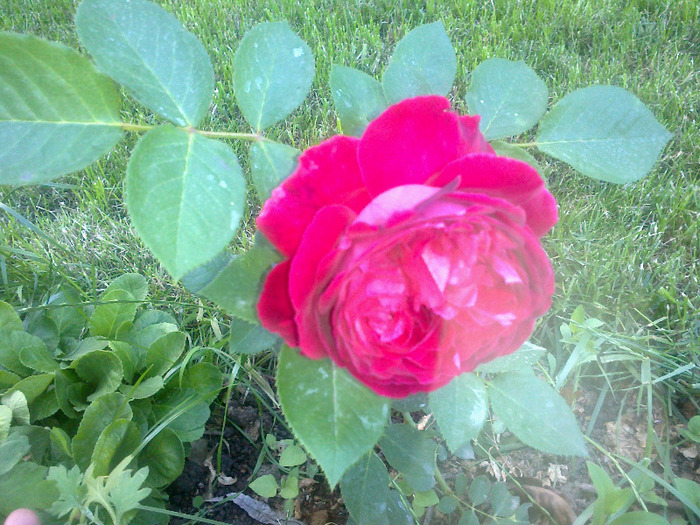 17 iunie 2011 trandafirii mei cei noi 008 - Trandafir Falstaff