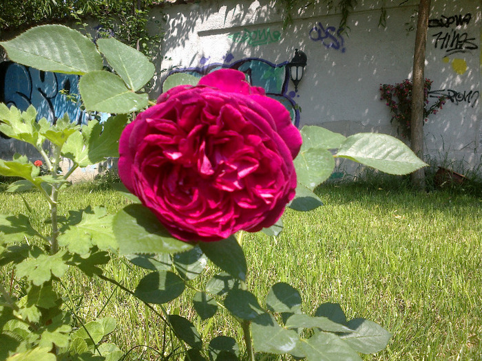 17 iunie 2011 trandafirii mei cei noi 031 - Trandafir Falstaff