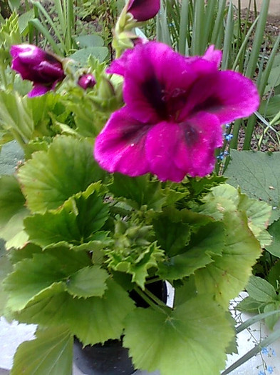 Imagine0460 - Pelargonium