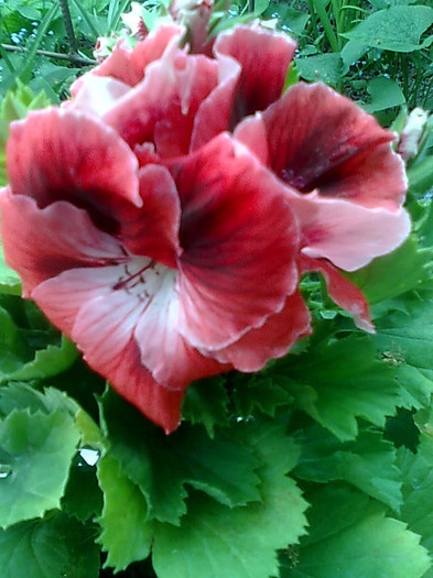 Imagine0463 - Pelargonium