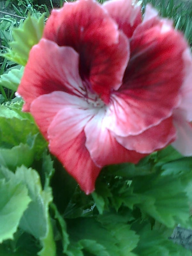 Imagine0464 - Pelargonium