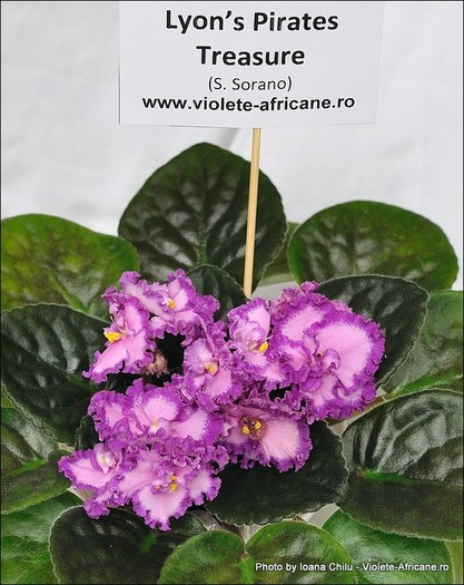 02_IMG_376_FloriPremiante - A 2011 - 3-5 Iunie Expozitie Nationala Violete Africane