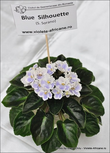 08_IMG_399_FloriPremiante - A 2011 - 3-5 Iunie Expozitie Nationala Violete Africane
