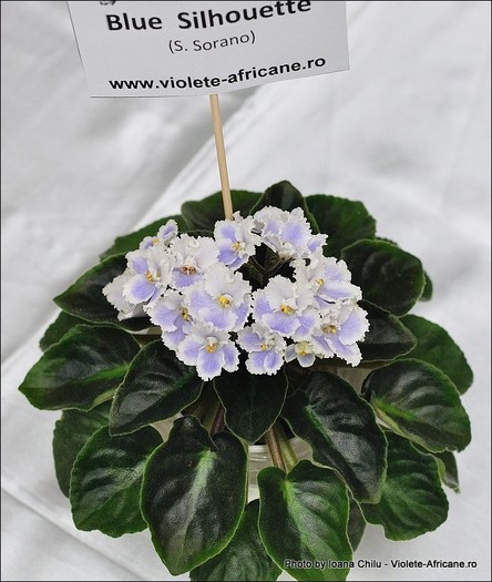 08_IMG_400_FloriPremiante - A 2011 - 3-5 Iunie Expozitie Nationala Violete Africane