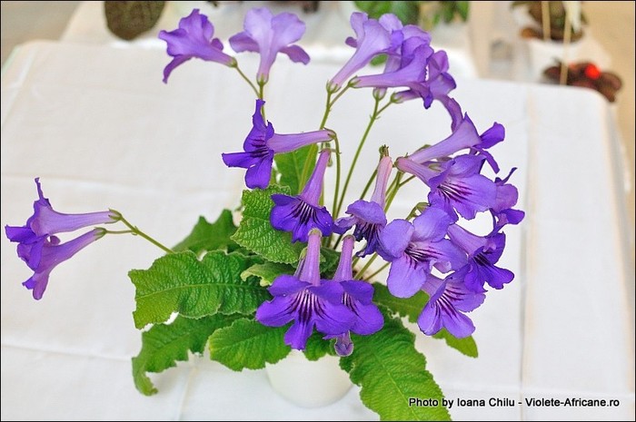 13_IMG_418_FloriPremiante - A 2011 - 3-5 Iunie Expozitie Nationala Violete Africane