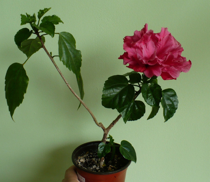 P1340509