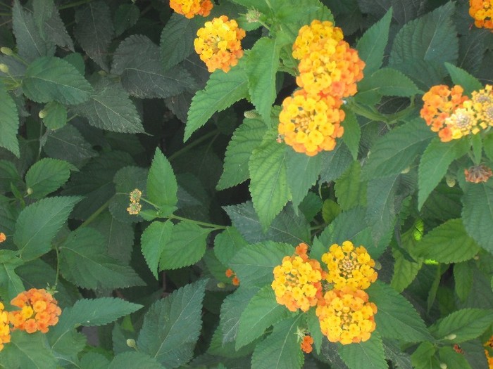 DSCF8088