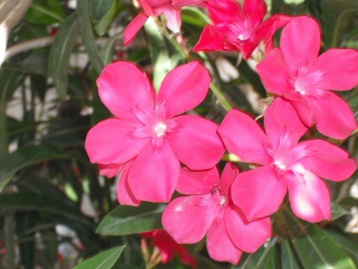 DSCF8093