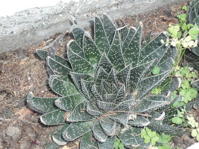 DSCF8104