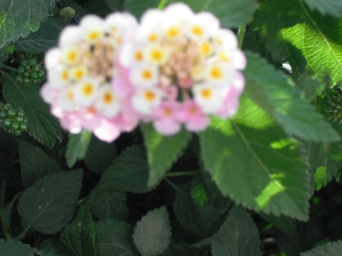 DSCF8111