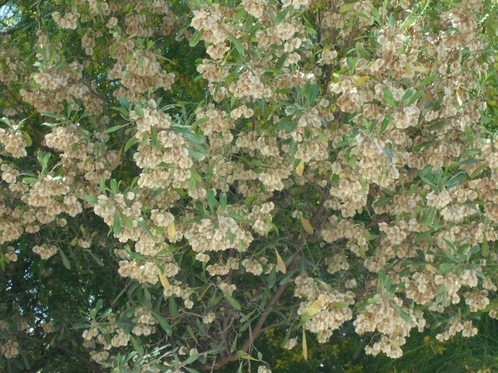DSCF8113