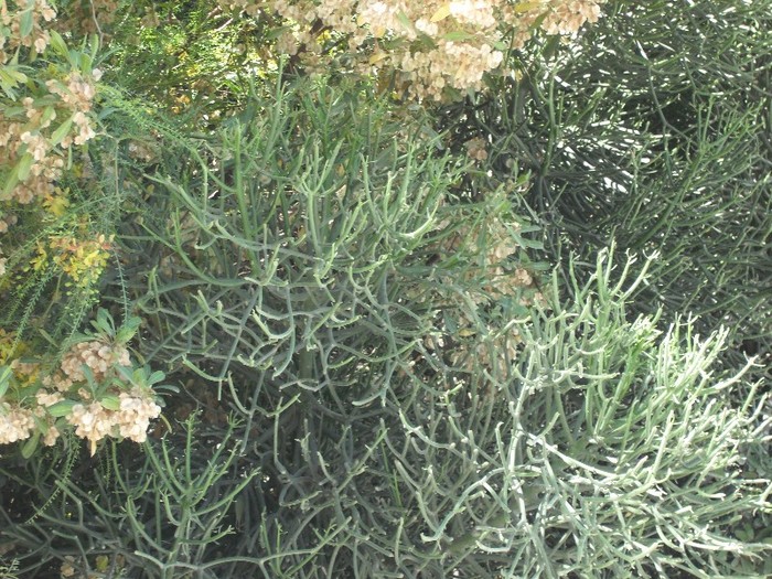 DSCF8114