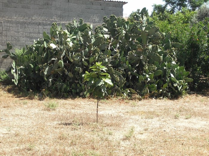 DSCF8140