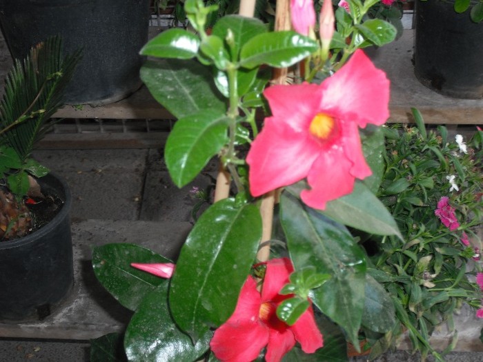 DSCF8121